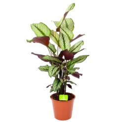 Bestsellers 5 Calathea Whitestar - Schaduwplant - P19 H75 - Kamerplant
