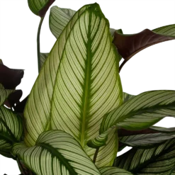 Bestsellers -Bloeiplek Verkoopwinkel calathea whitestar schaduwplant p32 h80 5