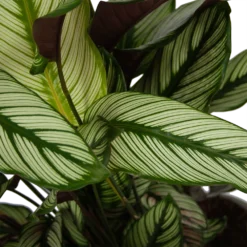 Calathea Whitestar - Schaduwplant - P32 H80 - Kamerplant -Bloeiplek Verkoopwinkel calathea whitestar schaduwplant p32 h80 6