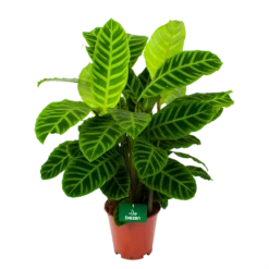 Bestsellers 1 Calathea Zebrina - Livingplant - P19 H80 - Kamerplant