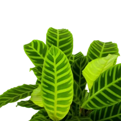 Bestsellers -Bloeiplek Verkoopwinkel calathea zebrina livingplant p19 h65 5 1