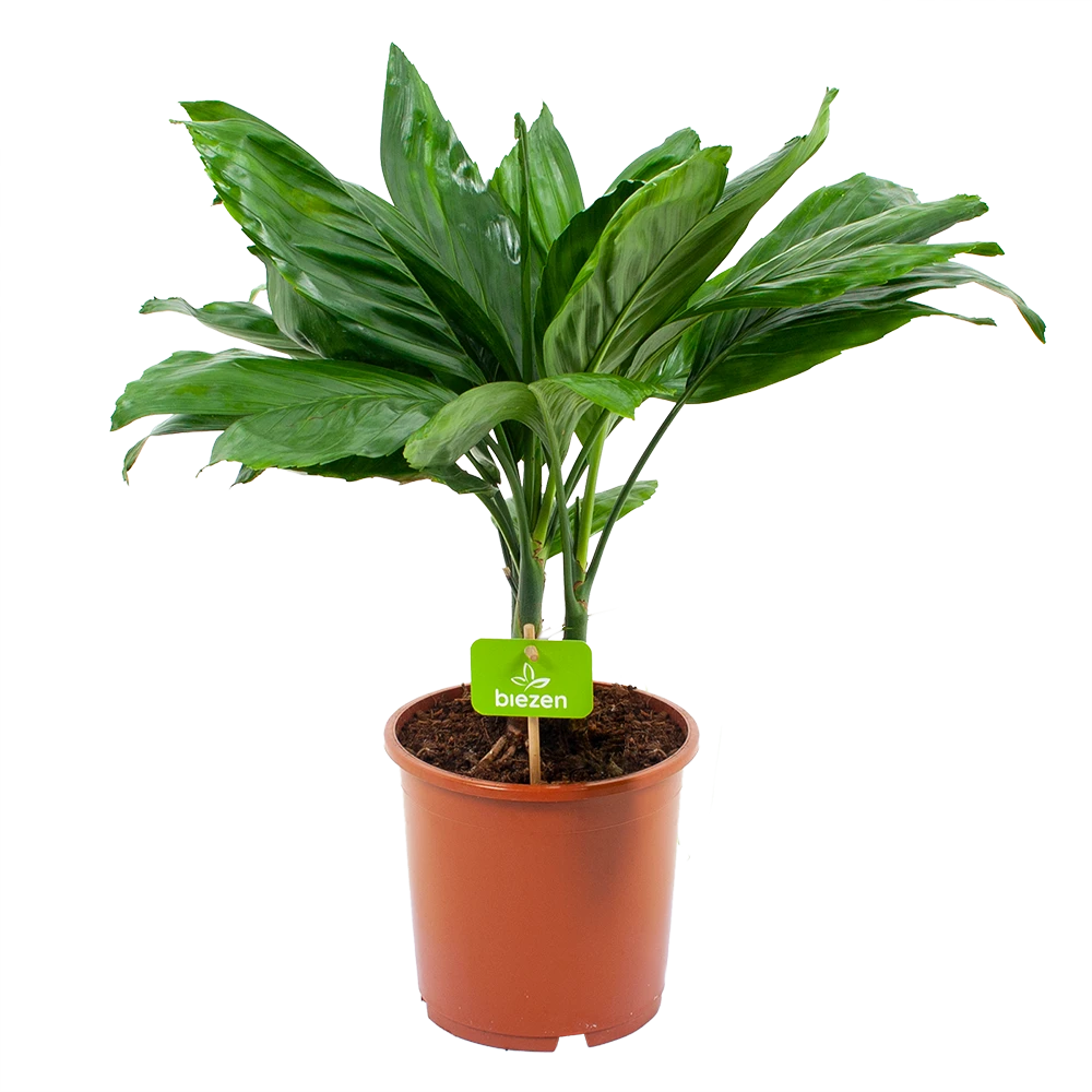 Chamaedorea Metallica Bergpalm - P17 H50 - Kamerplant 1 Chamaedorea Metallica Bergpalm - P17 H50 - Kamerplant