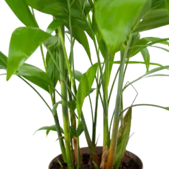 Chamaedorea Seifrizii - Bergpalm - P24 H100 - Kamerplant 6 Chamaedorea Seifrizii - Bergpalm - P24 H100 - Kamerplant -Bloeiplek Verkoopwinkel chamaedorea seifrizii bergpalm p24 h100 6