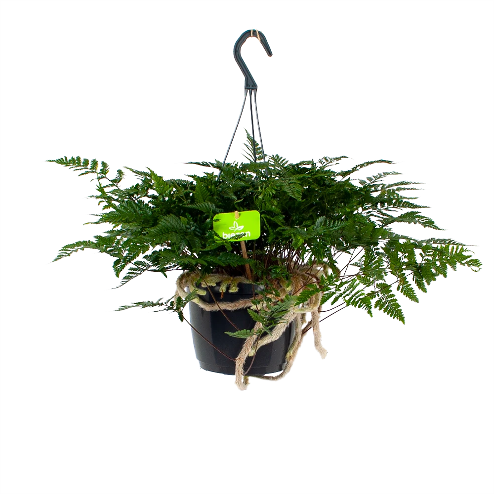 Davallia Teyermannii - In Hangpot - P17 H30 - Kamerplant 1 Davallia Teyermannii - In Hangpot - P17 H30 - Kamerplant