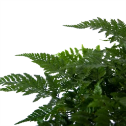 Davallia Teyermannii - In Hangpot - P17 H30 - Kamerplant 6 Davallia Teyermannii - In Hangpot - P17 H30 - Kamerplant -Bloeiplek Verkoopwinkel davallia teyermannii in hangpot p17 h30 6