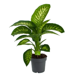 Dieffenbachia Seguine 'Reeva' - P19 H60 - Kamerplant