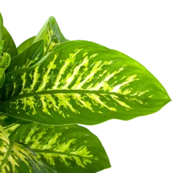 Bloeiplek Verkoopwinkel -Bloeiplek Verkoopwinkel dieffenbachia seguine reeva p24 h90 5 1