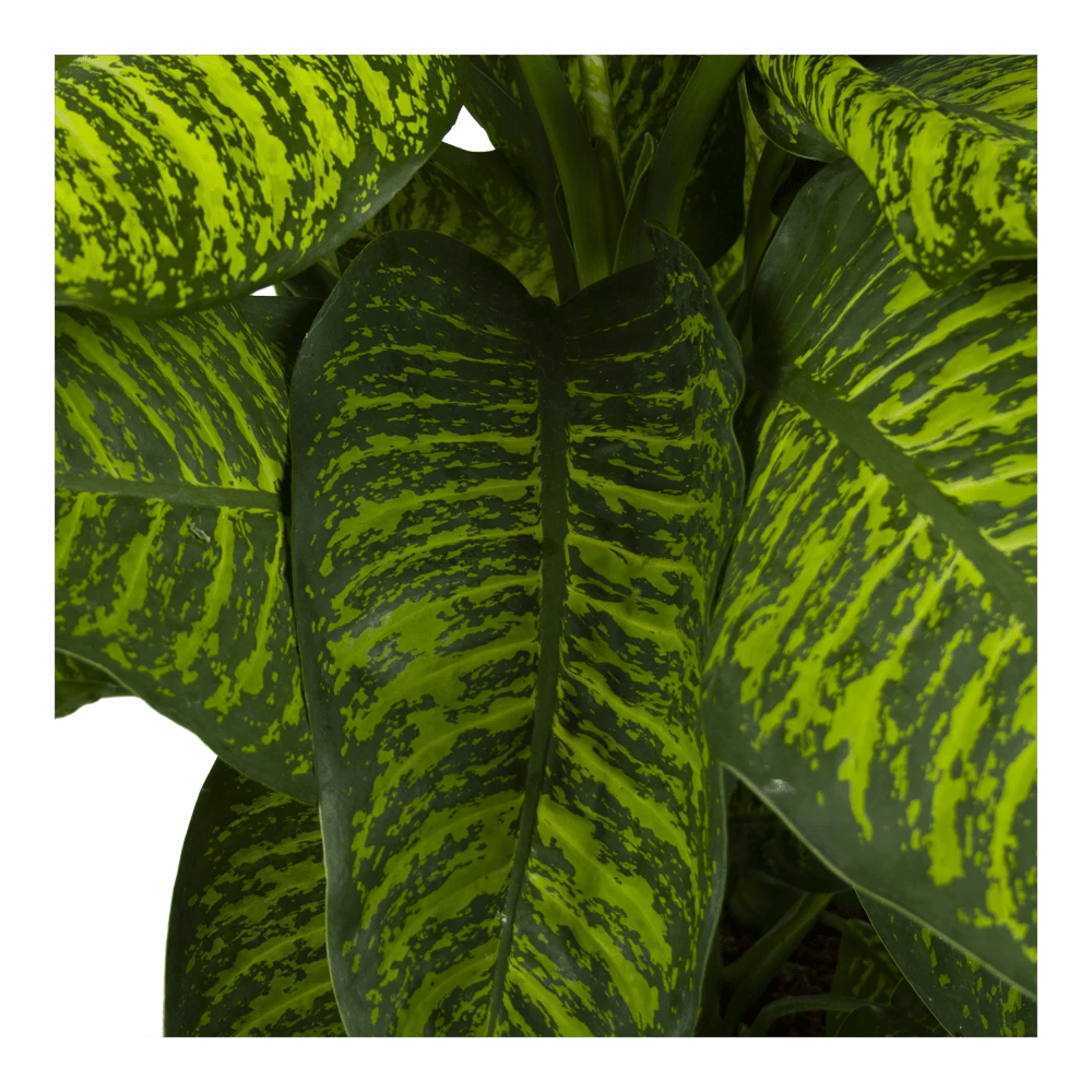 Dieffenbachia Seguine Tropic Jewel - P35 H130 - Kamerplant 3 Dieffenbachia Seguine Tropic Jewel - P35 H130 - Kamerplant - Afbeelding 3