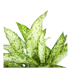 Dieffenbachia Vesuvius - P27 H70 - Kamerplant -Bloeiplek Verkoopwinkel dieffenbachia vesuvius p27 h70 6