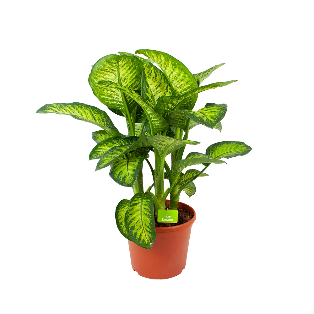 Dieffenbacia Seguine Lemon Tropic - P35 H120 - Kamerplant 1 Dieffenbacia Seguine Lemon Tropic - P35 H120 - Kamerplant