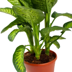 Bloeiplek Verkoopwinkel -Bloeiplek Verkoopwinkel dieffenbacia seguine lemon tropic p35 h120 5