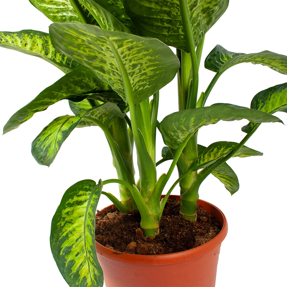 Dieffenbacia Seguine Lemon Tropic - P35 H120 - Kamerplant 2 Dieffenbacia Seguine Lemon Tropic - P35 H120 - Kamerplant - Afbeelding 2