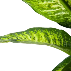 Dieffenbacia Seguine Lemon Tropic - P35 H120 - Kamerplant 6 Dieffenbacia Seguine Lemon Tropic - P35 H120 - Kamerplant -Bloeiplek Verkoopwinkel dieffenbacia seguine lemon tropic p35 h120 6