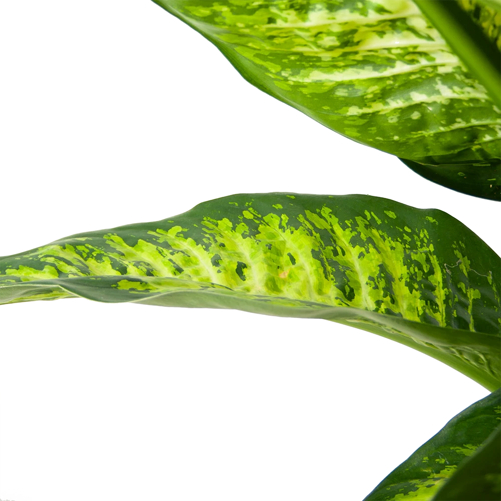 Dieffenbacia Seguine Lemon Tropic - P35 H120 - Kamerplant 3 Dieffenbacia Seguine Lemon Tropic - P35 H120 - Kamerplant - Afbeelding 3