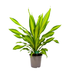 Dracaena Charley - Drakenbloedboom - P24 H95 - Kamerplant -Bloeiplek Verkoopwinkel dracaena charley drakenbloedboom p24 h95 4