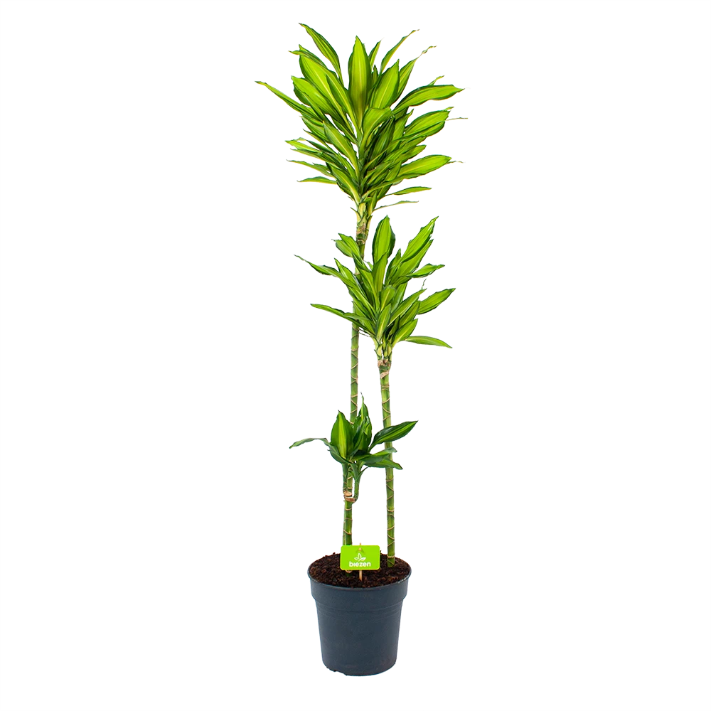 Dracaena Cintho - Op Stam - Drakenbloedboom - P24 H150 - Kamerplant 1 Dracaena Cintho - Op Stam - Drakenbloedboom - P24 H150 - Kamerplant