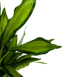 Dracaena Cintho - Op Stam - Drakenbloedboom - P24 H150 - Kamerplant 6 Dracaena Cintho - Op Stam - Drakenbloedboom - P24 H150 - Kamerplant -Bloeiplek Verkoopwinkel dracaena cintho op stam drakenbloedboom p24 h150 6 1