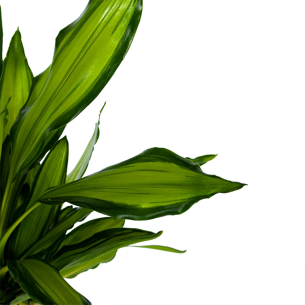 Dracaena Cintho - Op Stam - Drakenbloedboom - P24 H150 - Kamerplant 3 Dracaena Cintho - Op Stam - Drakenbloedboom - P24 H150 - Kamerplant - Afbeelding 3