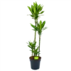 Dracaena Cintho - Op Stam - Drakenbloedboom - P27 H150 - Kamerplant