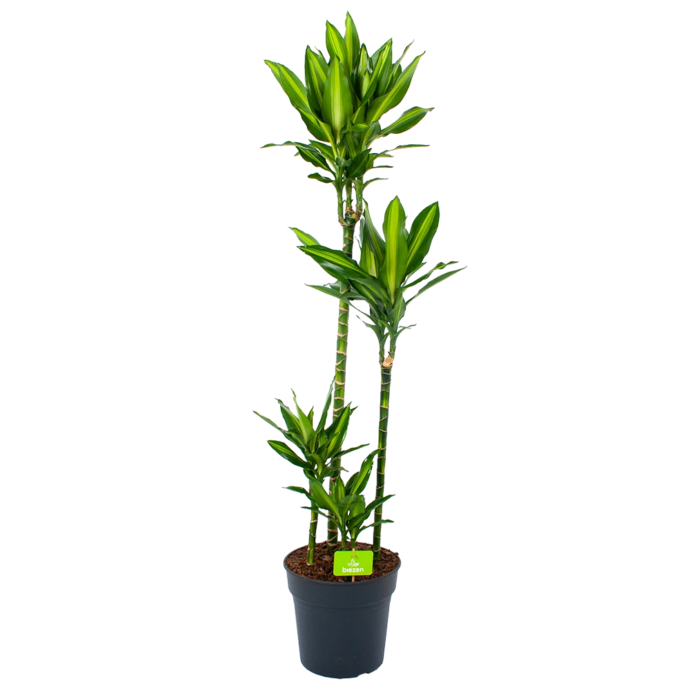 Dracaena Cintho - Op Stam - Drakenbloedboom - P27 H150 - Kamerplant 1 Dracaena Cintho - Op Stam - Drakenbloedboom - P27 H150 - Kamerplant