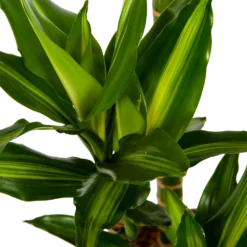 Dracaena Cintho - Op Stam - Drakenbloedboom - P27 H150 - Kamerplant 6 Dracaena Cintho - Op Stam - Drakenbloedboom - P27 H150 - Kamerplant -Bloeiplek Verkoopwinkel dracaena cintho op stam drakenbloedboom p27 h150 6 1