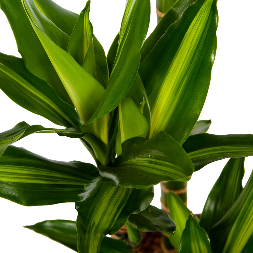 Dracaena Cintho - Op Stam - Drakenbloedboom - P27 H150 - Kamerplant 3 Dracaena Cintho - Op Stam - Drakenbloedboom - P27 H150 - Kamerplant - Afbeelding 3