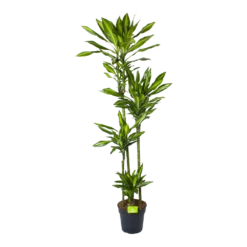 Dracaena Cintho - Op Stam - Drakenbloedboom - P27 H190 - Kamerplant