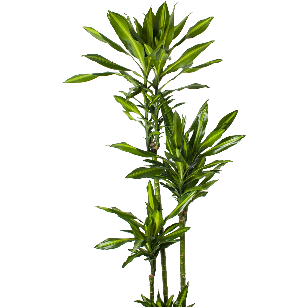 Dracaena Cintho - Op Stam - Drakenbloedboom - P27 H190 - Kamerplant 2 Dracaena Cintho - Op Stam - Drakenbloedboom - P27 H190 - Kamerplant - Afbeelding 2