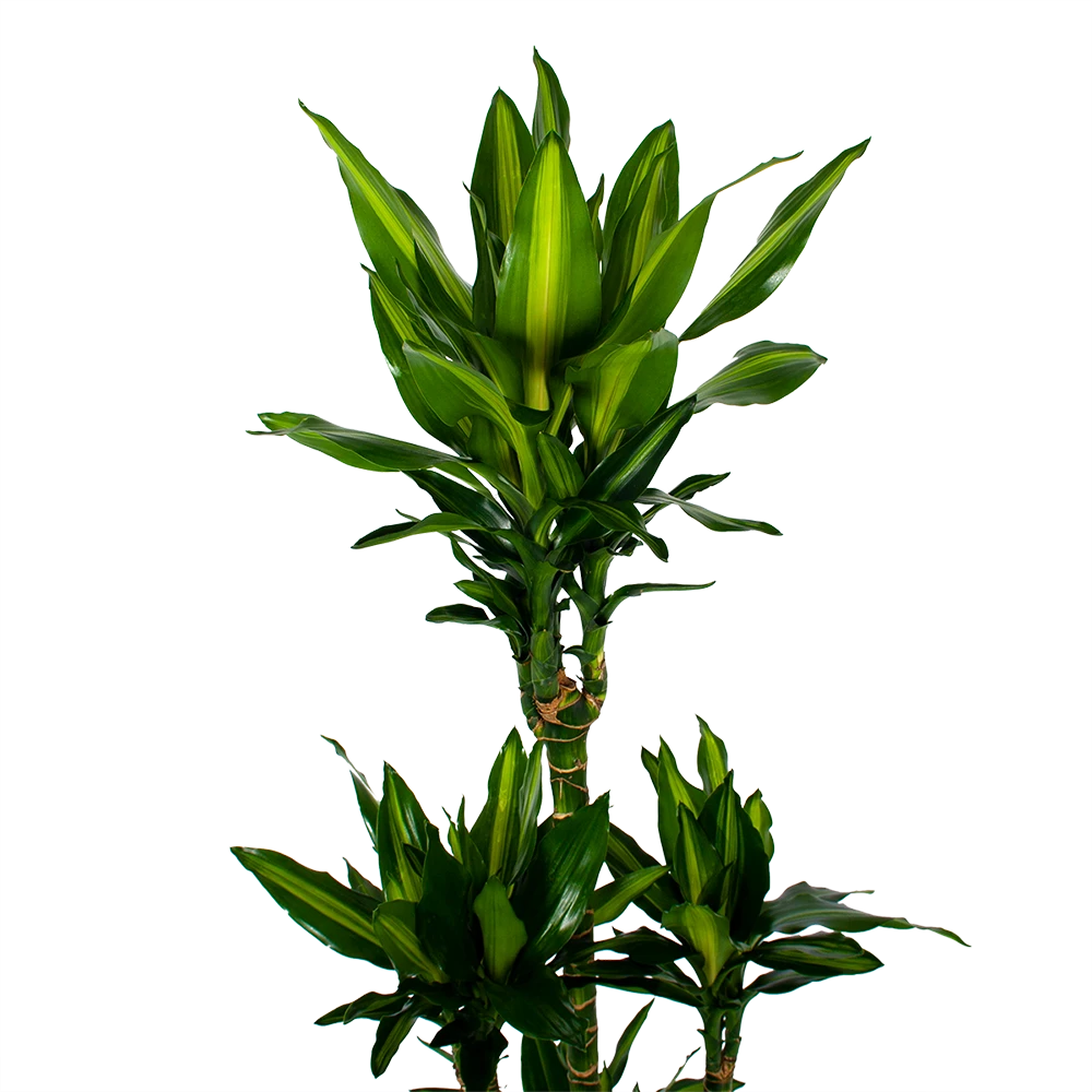 Dracaena Cintho - Op Stam - Drakenbloedboom - P31 H150 - Kamerplant 2 Dracaena Cintho - Op Stam - Drakenbloedboom - P31 H150 - Kamerplant - Afbeelding 2