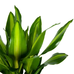 Dracaena Cintho - Op Stam - Drakenbloedboom - P31 H150 - Kamerplant 6 Dracaena Cintho - Op Stam - Drakenbloedboom - P31 H150 - Kamerplant -Bloeiplek Verkoopwinkel dracaena cintho op stam drakenbloedboom p31 h150 6 1
