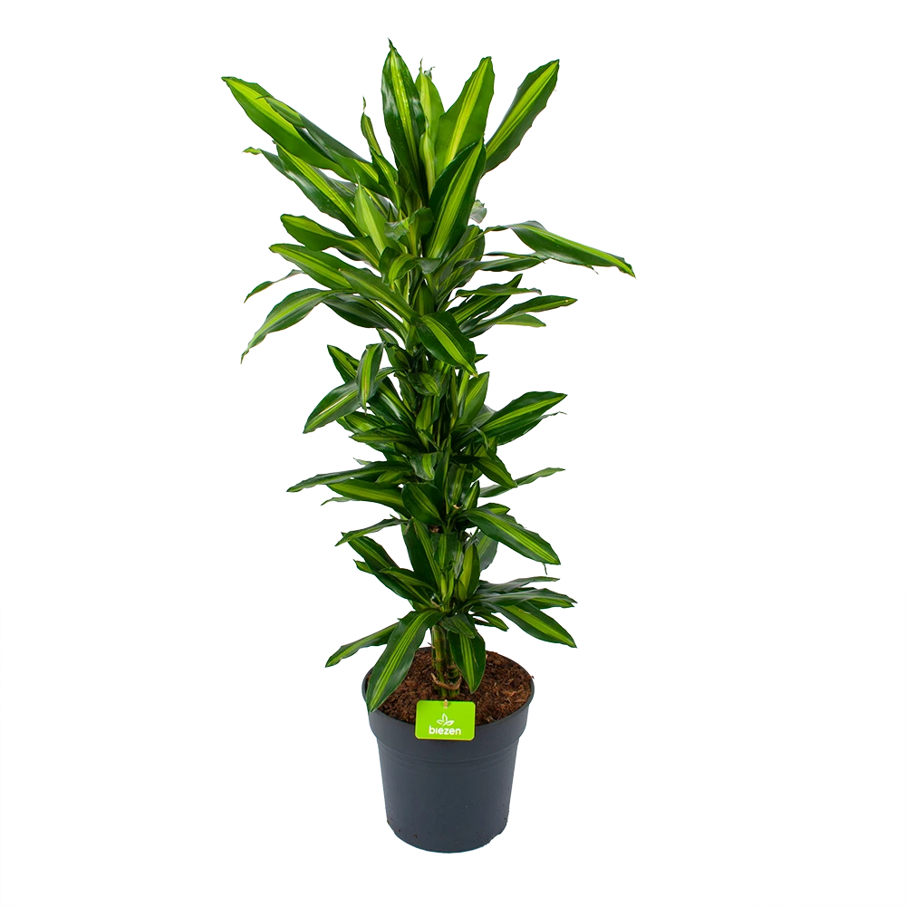 Dracaena Cintho - Vertakt - Drakenbloedboom - P27 H120 - Kamerplant 1 Dracaena Cintho - Vertakt - Drakenbloedboom - P27 H120 - Kamerplant