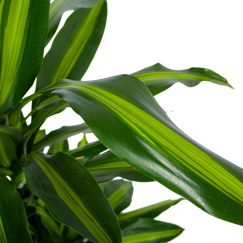 Dracaena Cintho - Vertakt - Drakenbloedboom - P27 H120 - Kamerplant 2 Dracaena Cintho - Vertakt - Drakenbloedboom - P27 H120 - Kamerplant - Afbeelding 2