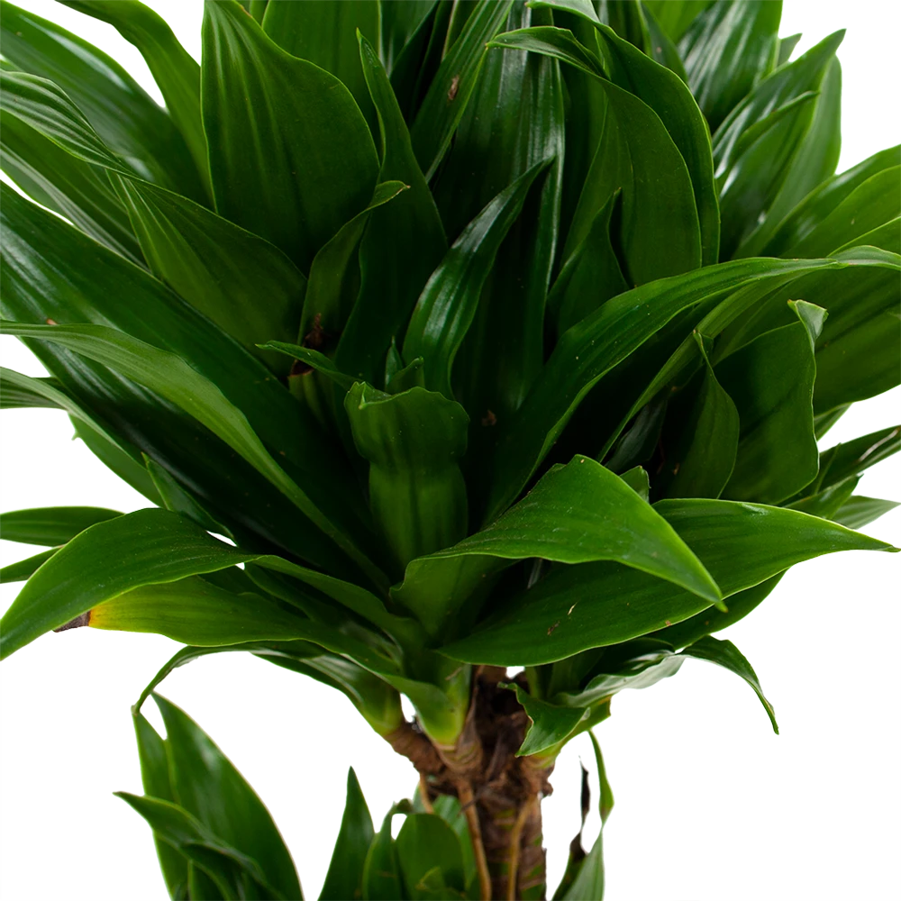 Dracaena Compacta - Op Stam - Drakenbloedboom - P17 H55 - Kamerplant 2 Dracaena Compacta - Op Stam - Drakenbloedboom - P17 H55 - Kamerplant - Afbeelding 2