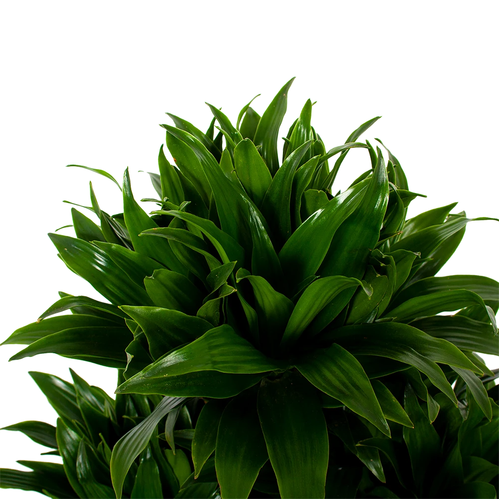 Dracaena Compacta - Vertakt - Drakenbloedboom - P27 H100 - Kamerplant 2 Dracaena Compacta - Vertakt - Drakenbloedboom - P27 H100 - Kamerplant - Afbeelding 2