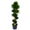 Dracaena Compacta - Vertakt - Drakenbloedboom - P34 H170 - Kamerplant