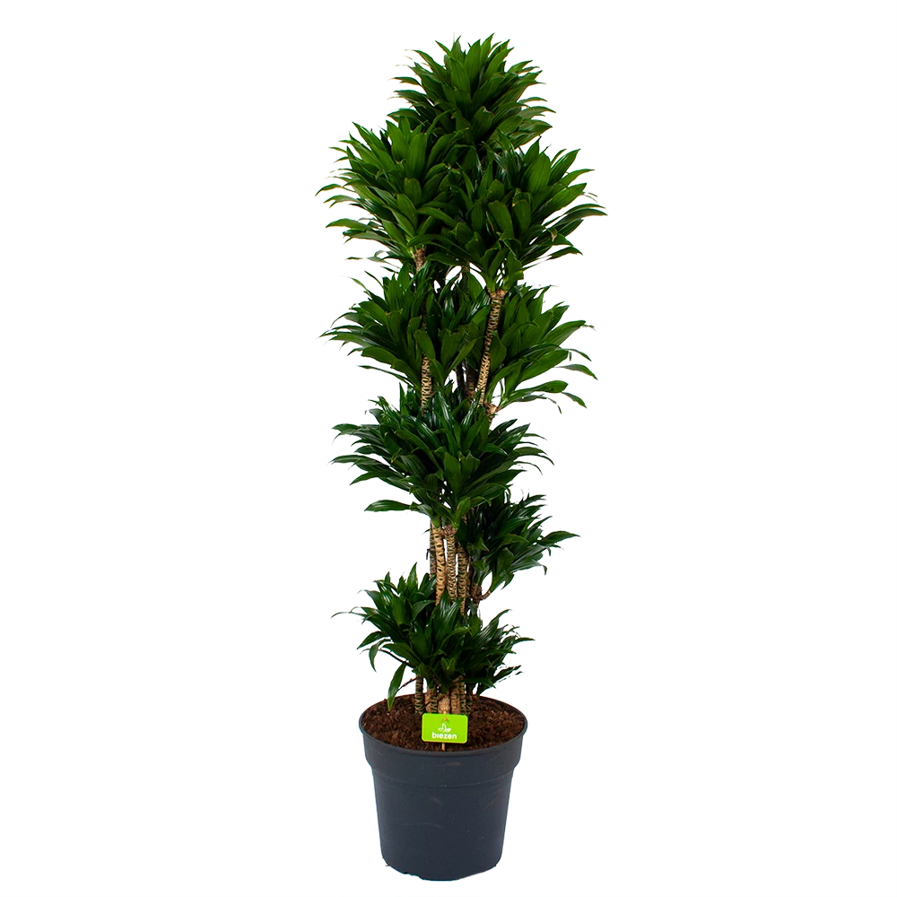 Dracaena Compacta - Vertakt - Drakenbloedboom - P34 H170 - Kamerplant 1 Dracaena Compacta - Vertakt - Drakenbloedboom - P34 H170 - Kamerplant