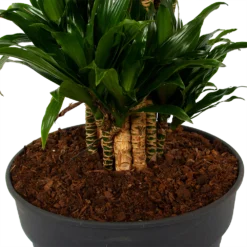 Dracaena Compacta - Vertakt - Drakenbloedboom - P34 H170 - Kamerplant 6 Dracaena Compacta - Vertakt - Drakenbloedboom - P34 H170 - Kamerplant -Bloeiplek Verkoopwinkel dracaena compacta vertakt drakenbloedboom p34 h170 6 1