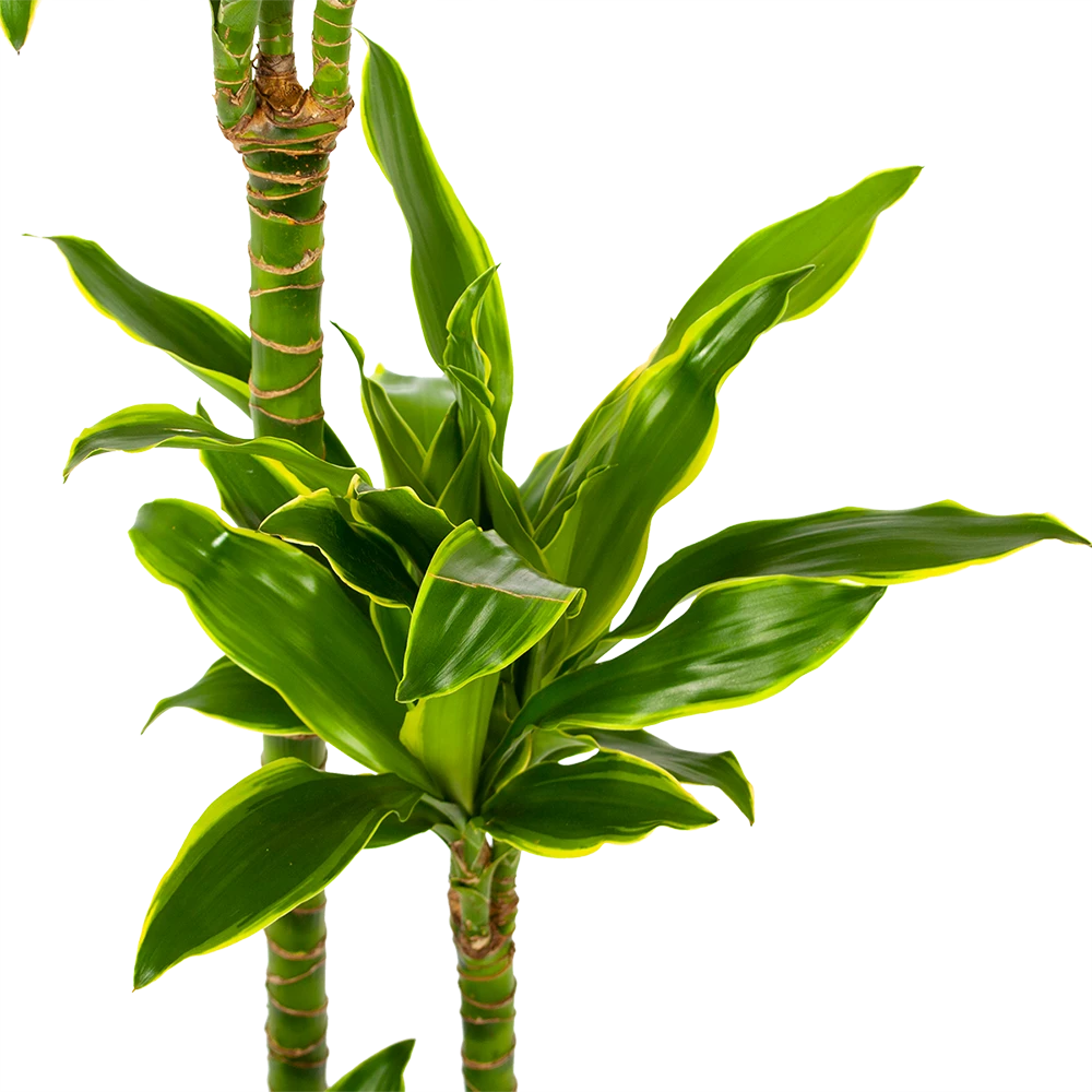 Dracaena Golden Coast - Op Stam - Drakenbloedboom - P24 H150 - Kamerplant 2 Dracaena Golden Coast - Op Stam - Drakenbloedboom - P24 H150 - Kamerplant - Afbeelding 2