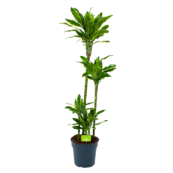 Dracaena Golden Coast - Op Stam - Drakenbloedboom - P27 H150 - Kamerplant