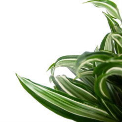 Dracaena Jade Jewel - Op Stam - Drakenbloedboom - P24 H100 - Kamerplant 7 Dracaena Jade Jewel - Op Stam - Drakenbloedboom - P24 H100 - Kamerplant -Bloeiplek Verkoopwinkel dracaena jade jewel op stam drakenbloedboom p24 h100 5