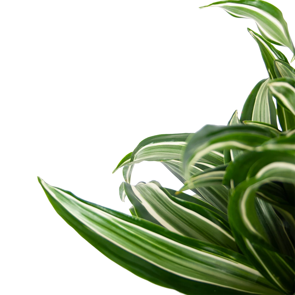 Dracaena Jade Jewel - Op Stam - Drakenbloedboom - P24 H100 - Kamerplant 3 Dracaena Jade Jewel - Op Stam - Drakenbloedboom - P24 H100 - Kamerplant - Afbeelding 3