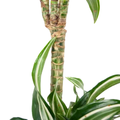 Dracaena Jade Jewel - Op Stam - Drakenbloedboom - P24 H100 - Kamerplant 8 Dracaena Jade Jewel - Op Stam - Drakenbloedboom - P24 H100 - Kamerplant -Bloeiplek Verkoopwinkel dracaena jade jewel op stam drakenbloedboom p24 h100 6