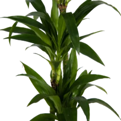 Dracaena Janet Craig - Op Stam - Drakenbloedboom - P24 H140 - Kamerplant -Bloeiplek Verkoopwinkel dracaena janet craig op stam drakenbloedboom p24 h140 kamerplant 3