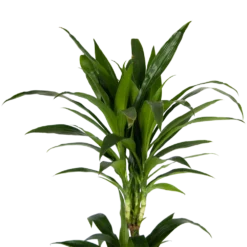 Dracaena Janet Craig - Op Stam - Drakenbloedboom - P24 H140 - Kamerplant -Bloeiplek Verkoopwinkel dracaena janet craig op stam drakenbloedboom p24 h140 kamerplant 4