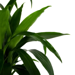 Dracaena Janet Craig - Op Stam - Drakenbloedboom - P34 H170 - Kamerplant -Bloeiplek Verkoopwinkel dracaena janet craig op stam drakenbloedboom p34 h170 6 1