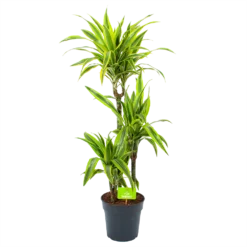 Dracaena Lemon Lime - Op Stam - Drakenbloedboom - P21 H100 - Kamerplant