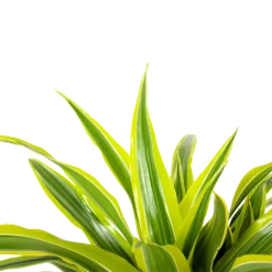 Dracaena Lemon Lime - Op Stam - Drakenbloedboom - P21 H100 - Kamerplant -Bloeiplek Verkoopwinkel dracaena lemon lime op stam drakenbloedboom p21 h100 6 1