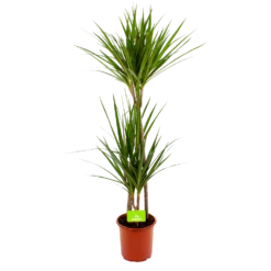 Dracaena Marginata Groen - Op Stam - Drakenbloedboom - P19 H120 - Kamerplant