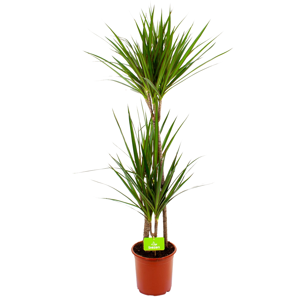 Dracaena Marginata Groen - Op Stam - Drakenbloedboom - P19 H120 - Kamerplant 1 Dracaena Marginata Groen - Op Stam - Drakenbloedboom - P19 H120 - Kamerplant
