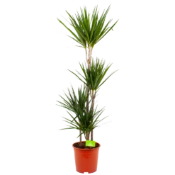 Dracaena Marginata Groen - Op Stam - Drakenbloedboom - P24 H150 - Kamerplant